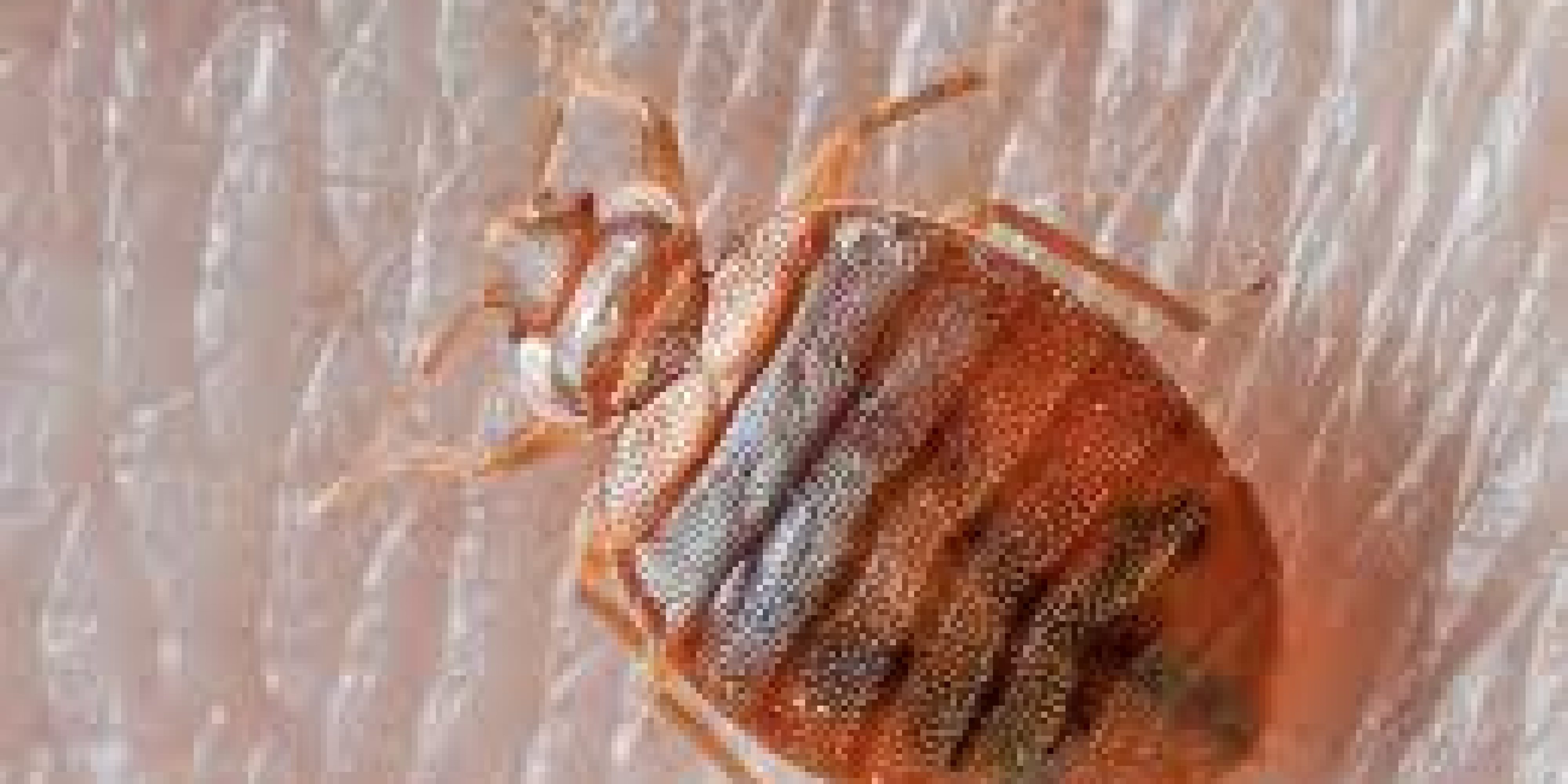 Bedbugs Bedbugs