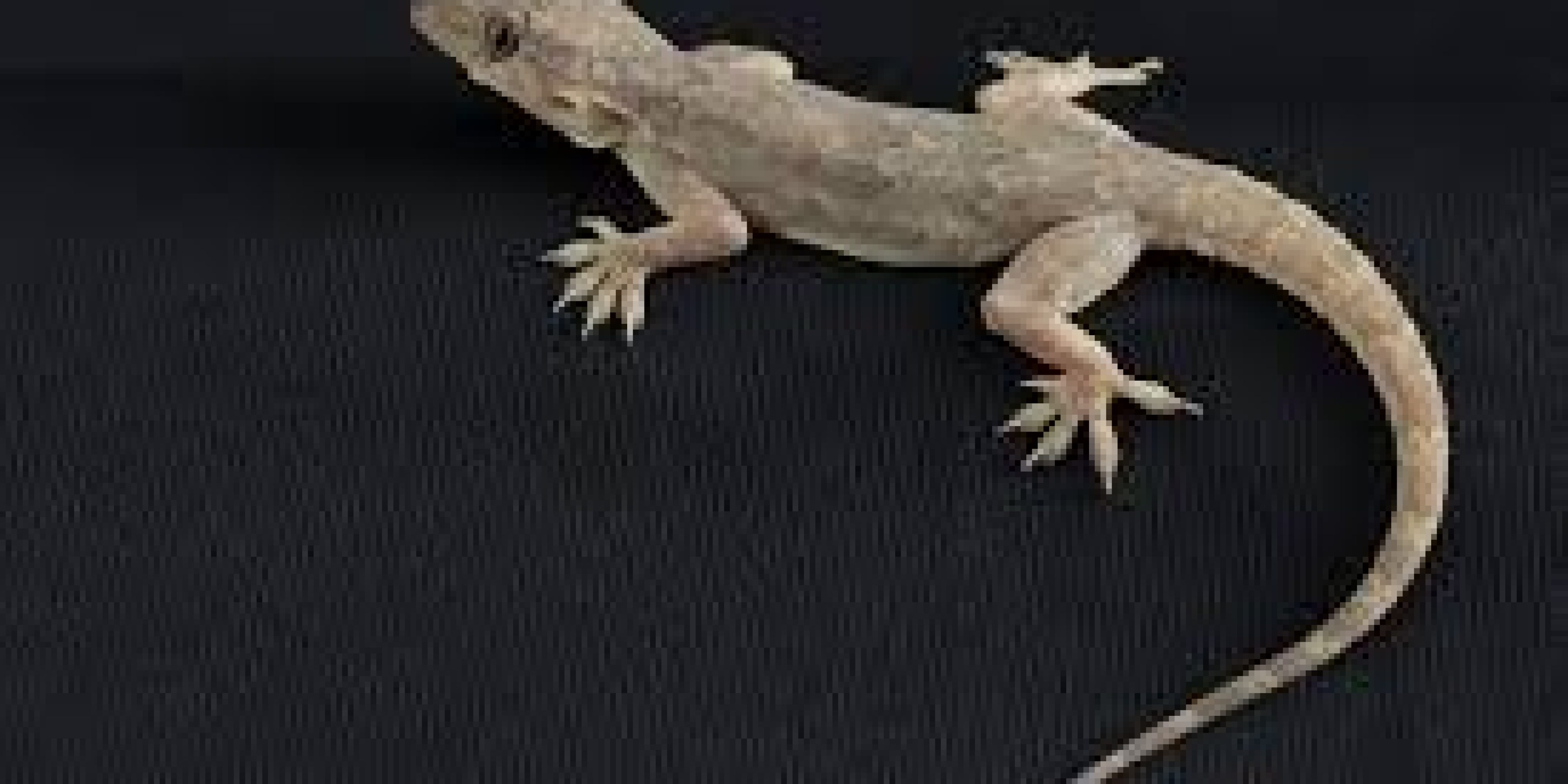 Lizard Lizard