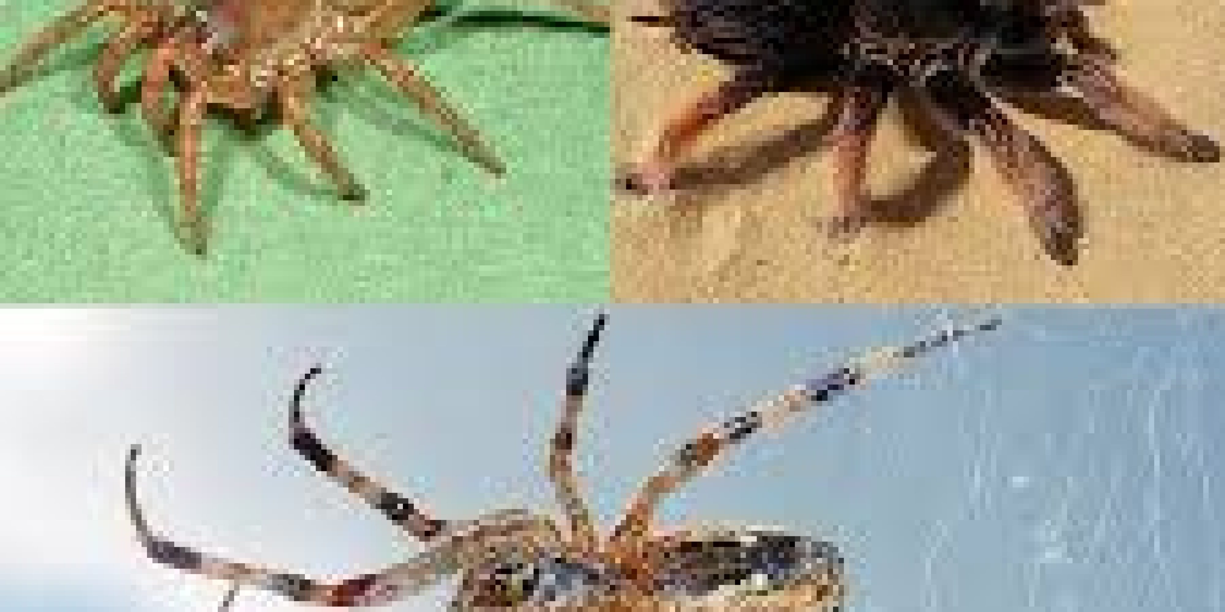 Spider Spider