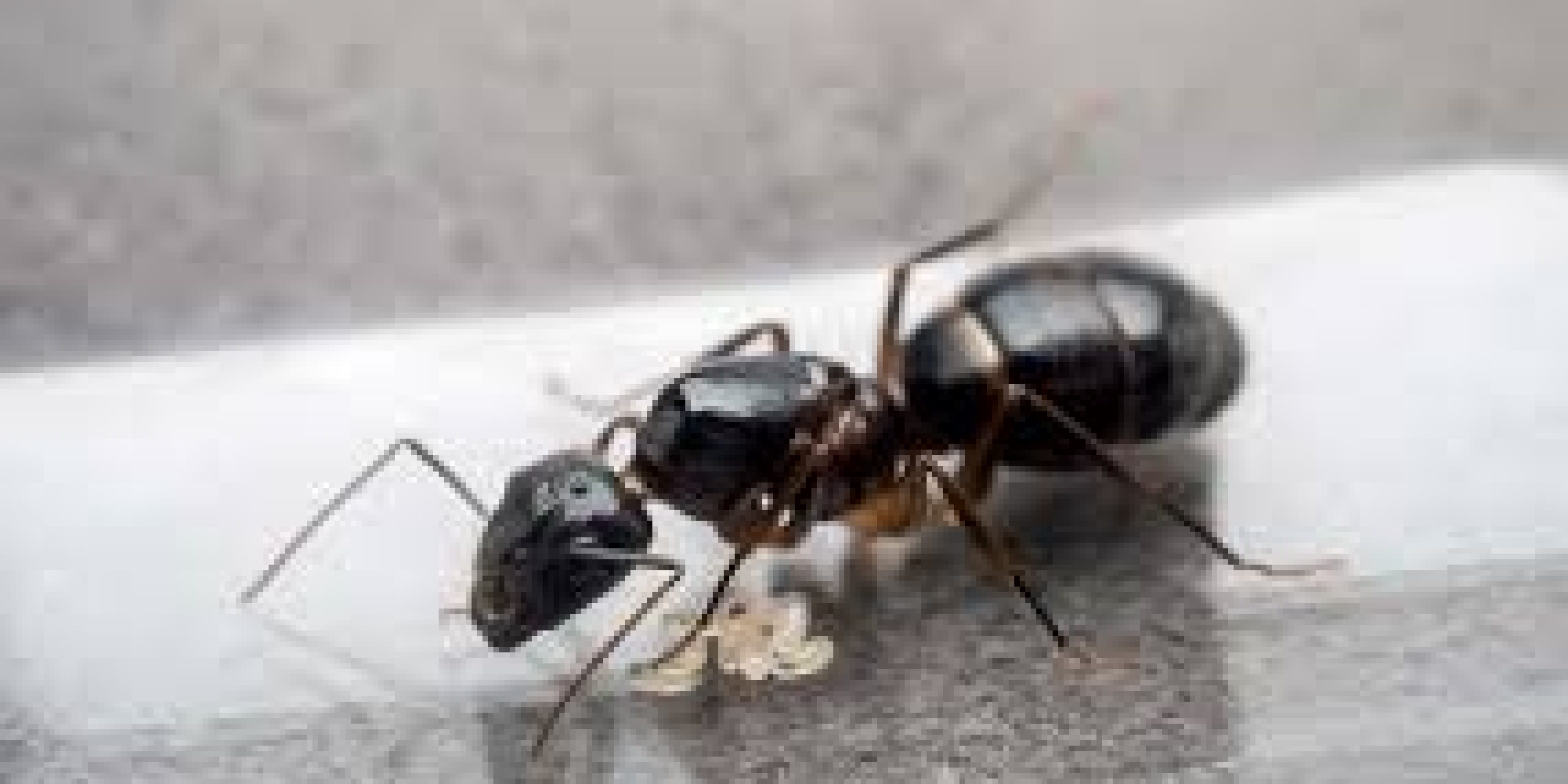 ants ants