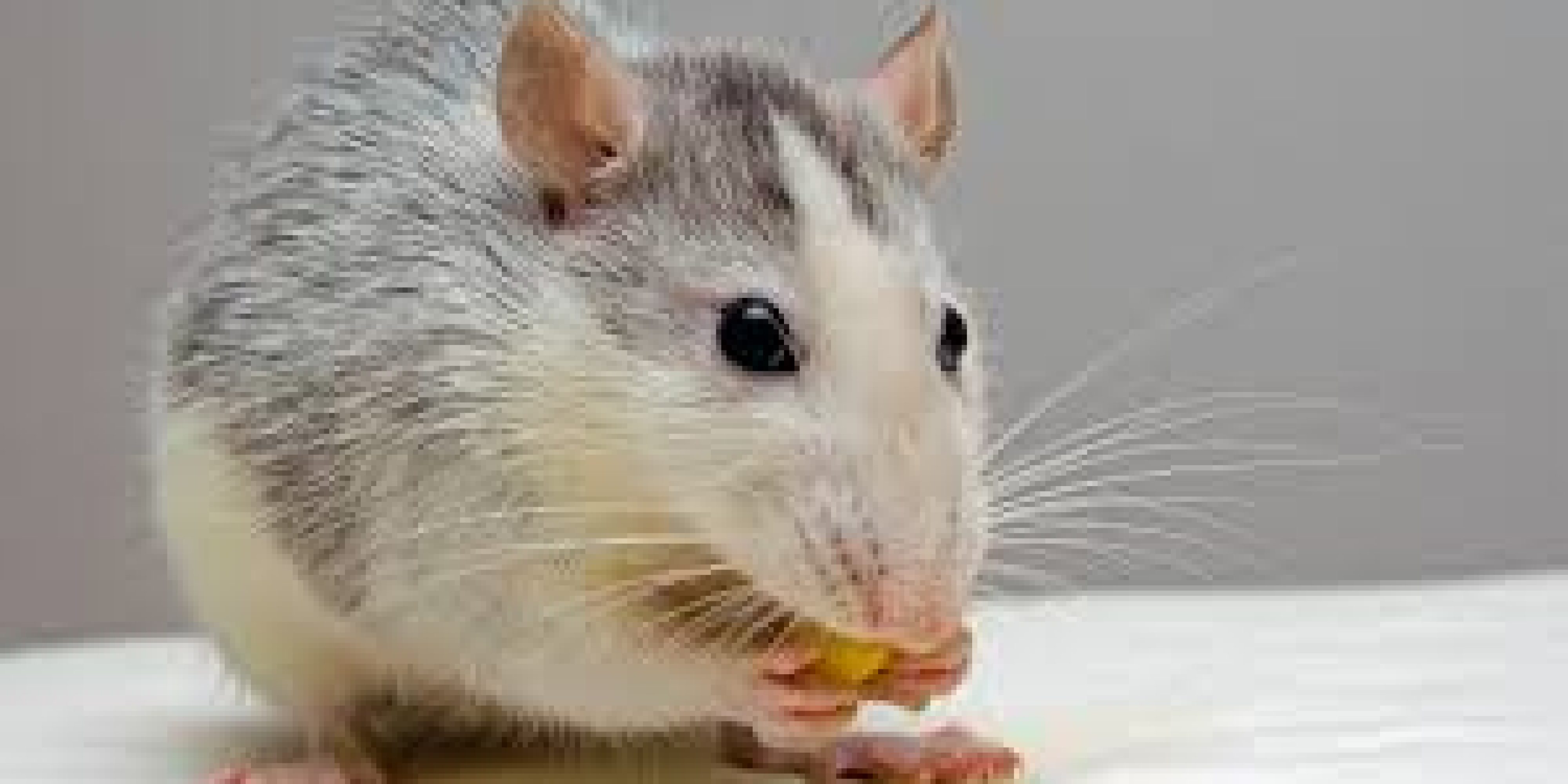 rats rats