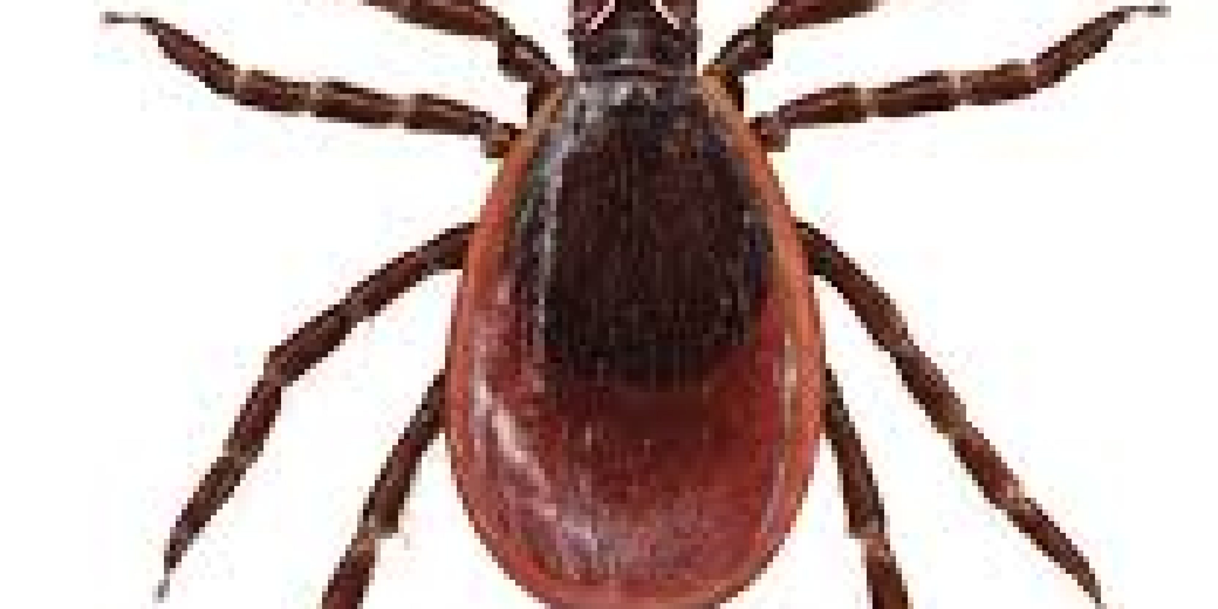ticks ticks